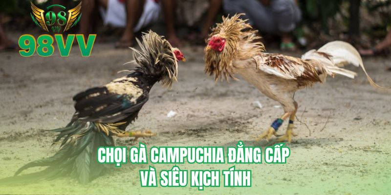 Chọi gà Campuchia đẳng cấp và siêu kịch tính