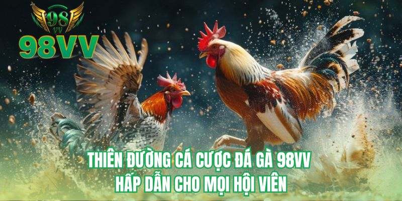 Thiên đường cá cược đá gà 98VV hấp dẫn cho mọi hội viên